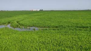 Menno 03 Valenciaanse Rijstvelden